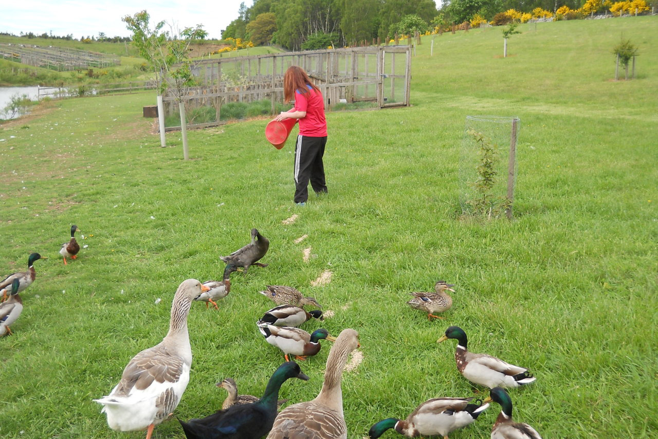 A person feeding ducks